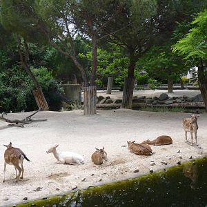 Fallow Deer, June 2013