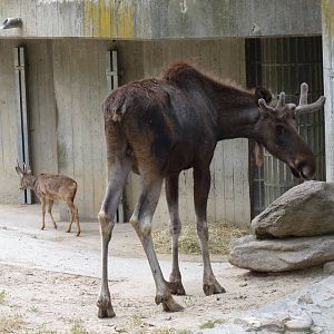 Moose and Roe Deer, June 2013