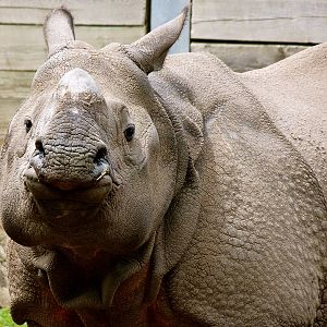 George, male Asian one horned rhino.