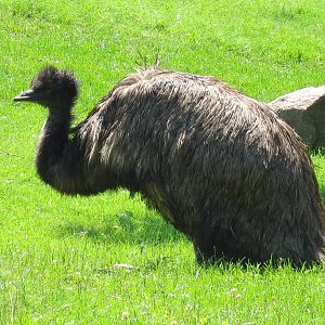Emu
