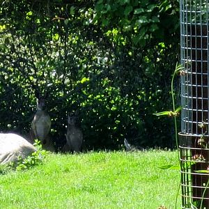 Kangaroos