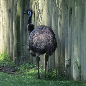 Emu