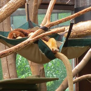 Tree Kangaroo