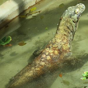 Komodo Dragon Cooling Off