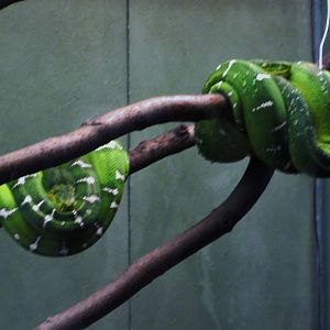 Emerald Tree Boa