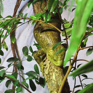 Solomon Island Skink