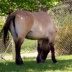 Przewalski Horse