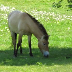 Przewalski Horse