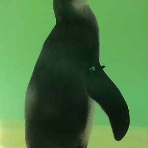 Penguin Chick 1