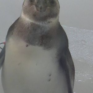 Penguin Chick 2