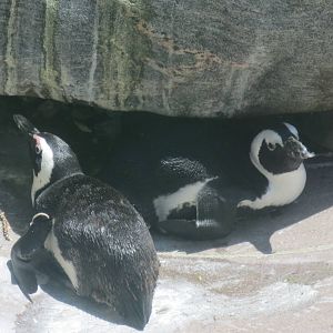 Penguins