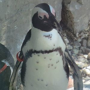 Penguin