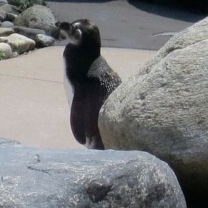 Penguin chick 3