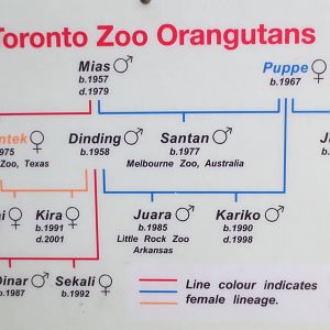 Orangutan Family Tree
