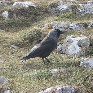Jackdaw on the Great Orme 17th May 2013