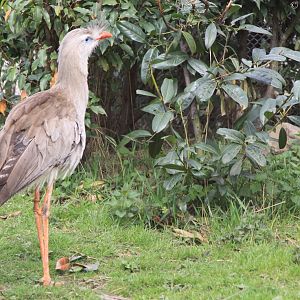 Red-legged Seriema