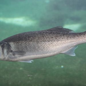 European Seabass (Dicentrarchus labrax)