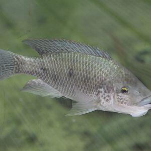 Mozambique Tilapia (Oreochromis mossambicus)