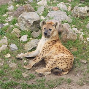 Spotted Hyena (Crocuta crocuta)