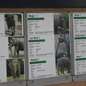 Elephant identification