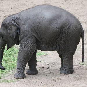 Young Asian elephant