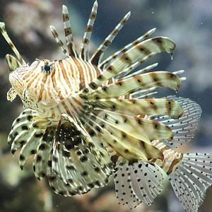 Lionfish species unknown to me