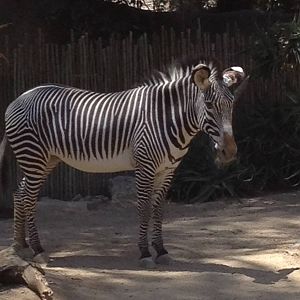 Grevys zebra