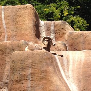 Desert bighorn sheep