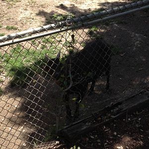Lowland anoa (Bubalus depressicornis) eating browse