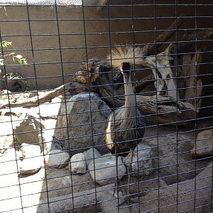 East african crowned crane