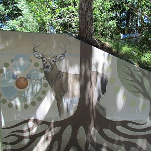 Alpine Lake Viewing Area