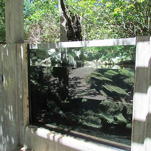 Shelter Window