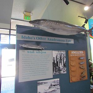 Visitor Center - White Sturgeon