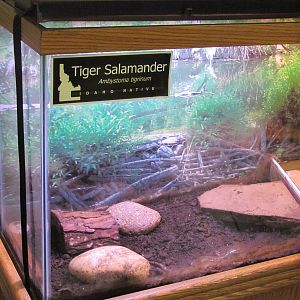 Visitor Center - Tiger Salamander