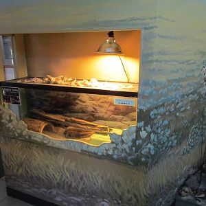 Visitor Center - Great Basin Gopher Snake