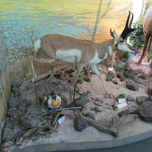 Visitor Center - Diorama Room