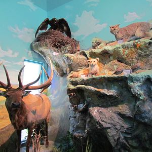 Visitor Center - Diorama Room