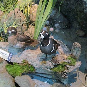 Diorama Room - Harlequin Ducks