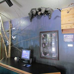 Visitor Center - Bat Display