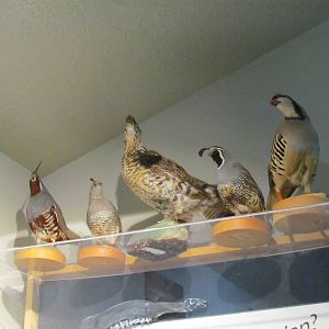 Visitor Center - Gamebirds