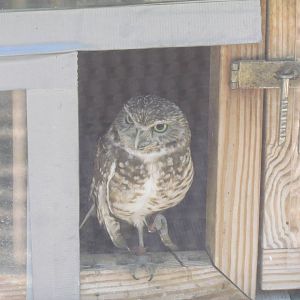 Burrowing Owl