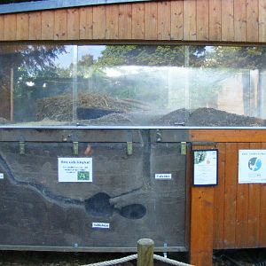 201306 Heidelberg Zoo Common hamster exhibit