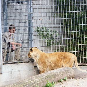 201306 Heidelberg Zoo very old lioness
