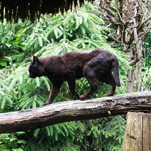 201306 Heidelberg Zoo melanistic Jungle cat Felis chaus