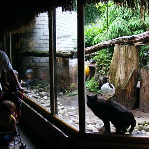 201306 Heidelberg Zoo melanistic Jungle cat Felis chaus