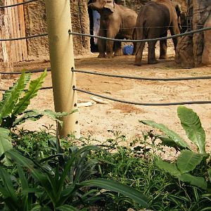 201306 Heidelberg Zoo elephant indoors detail