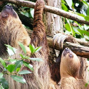 201306 Heidelberg Zoo Sloth with baby