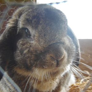 French lop rabbit