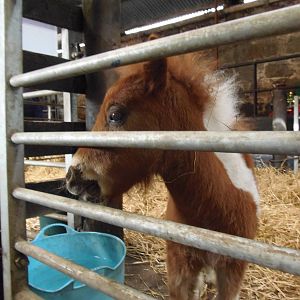 3 weeks old foal