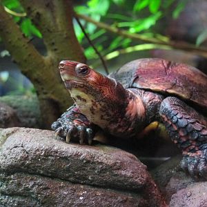 Central American Wood Turtle - Melbourne Zoo June 2013